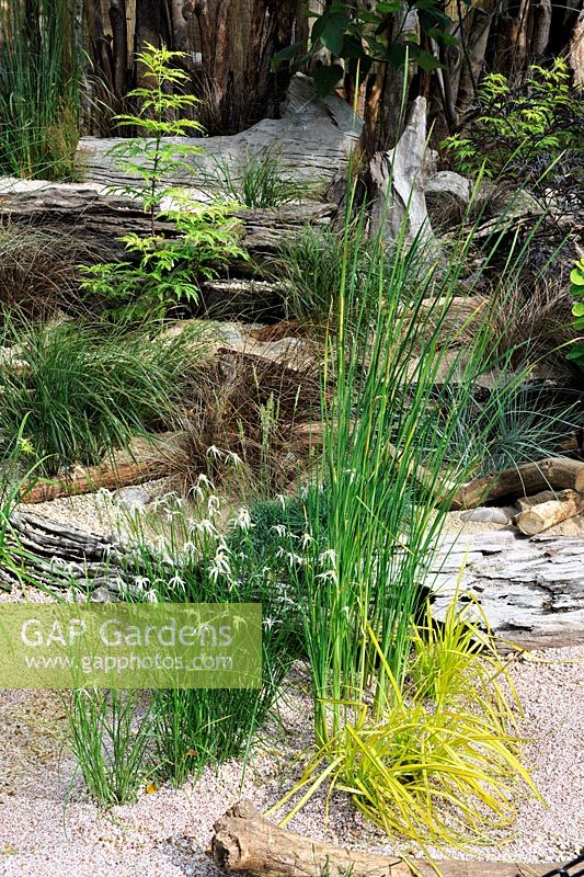 Seaside garden planted with a range of grasses, driftwood steps,Hampton Court Flower Show
