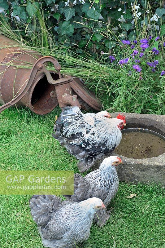 Free range chicken in vegetable garden