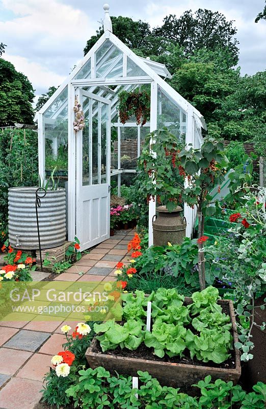 Greenhouse in veg garden with galvanised water barrel, Redcurrant bush, old chimney pot filled with Lobelia and Pelargoniums and raised bed with Lettuce 'Tom Thumb' edged with French Marigolds, Pelargoniums and Strawberries. RHS Growing Tastes Allotment Garden - RHS Hampton Court Flower Show 2009, HCFS 2009