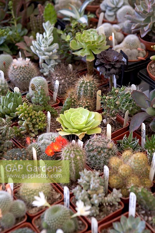 Collection of Cacti in pots, Hampton Court 2009