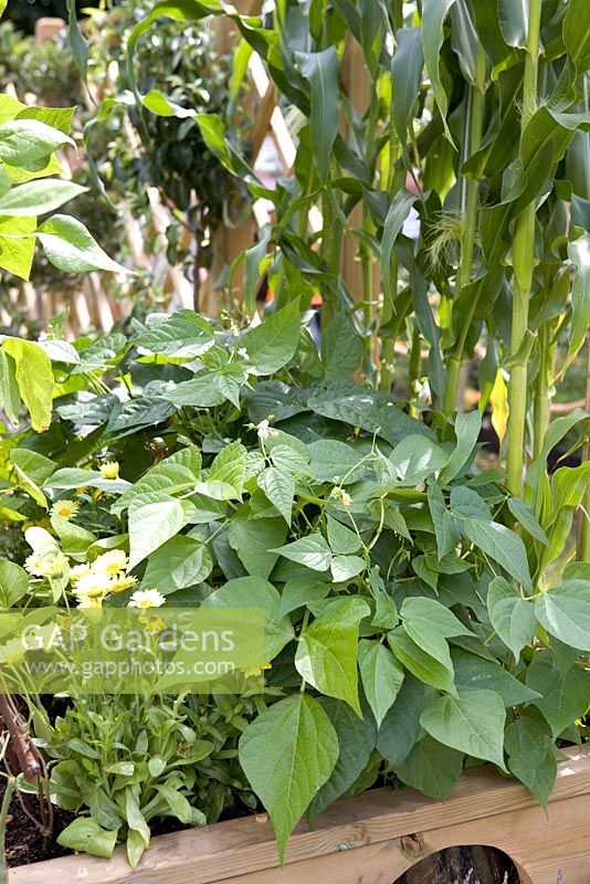 Learning to grow, Growing to learn, Hampton Court 2009, Designer - Nick Buss - Dwarf beans and sweetcorn growing in raised bed