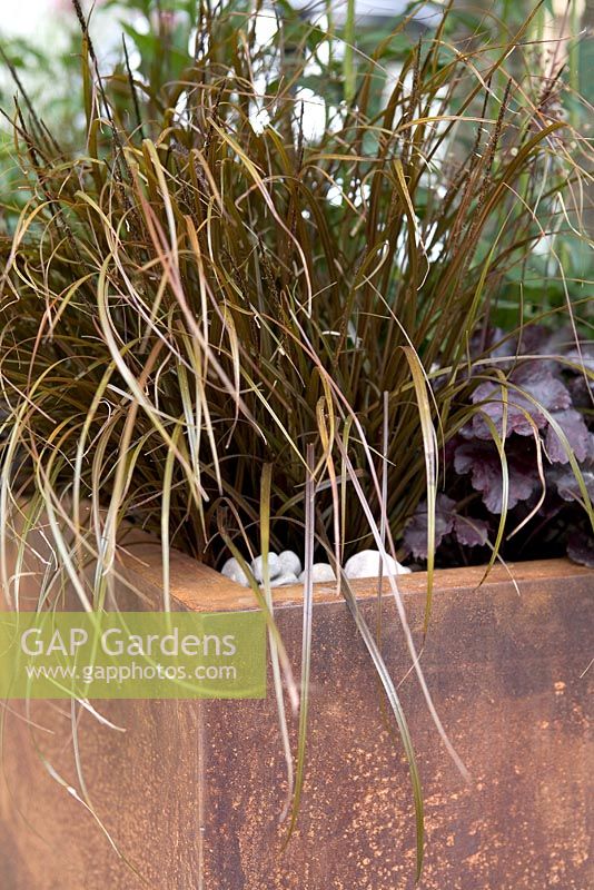 Rusty container with grass and Heuchera at The Rain Chain, Gold Medal winner, Hampton Court 2009, Designer - Wendy Allen  