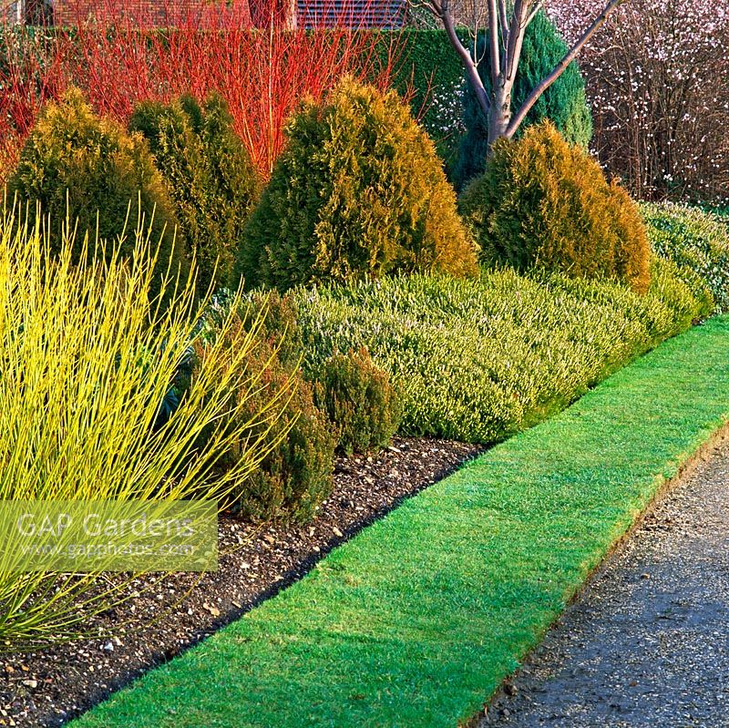 Winter border with Cornus stolenifera 'Flaviramea', Erica eirgena 'Brightness' at Cambridge Botanic Garden