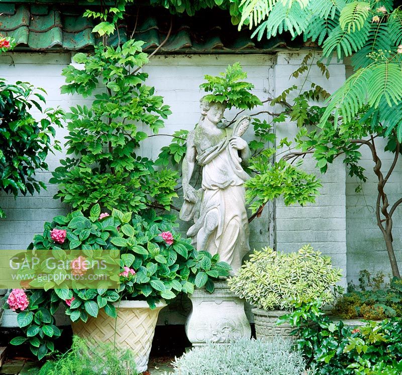 Statue surounded by Wisteria, Hydrangea 'Ami Pasquier', Lavandula lanata and variegated Hebe - Oxford