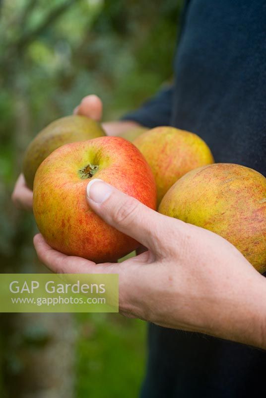Harvesting apples 