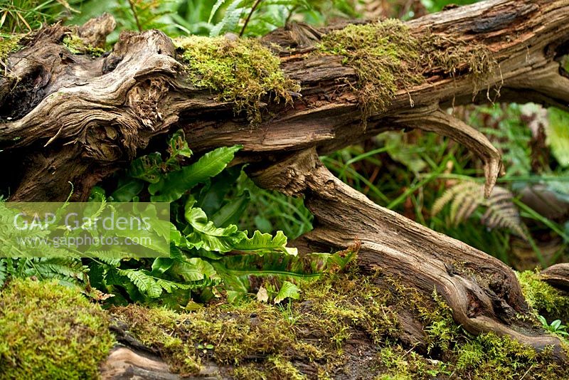 Tree stump with ferns and moss