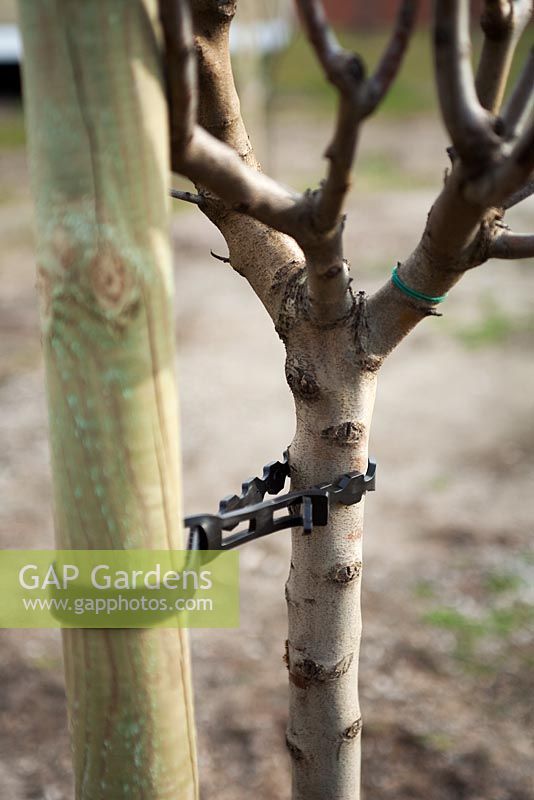 Flexible, adjustable tree tie to stabilise tree after planting, providing support whilst roots are being established