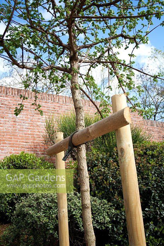 Wooden support for young maple tree