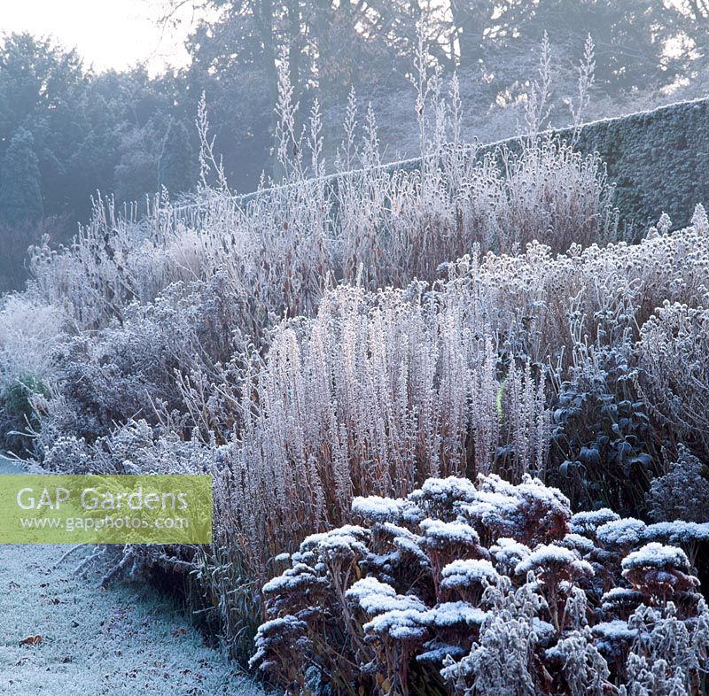 Frost covers herbaceous border, The Old Rectory, Burghfield, Berks.