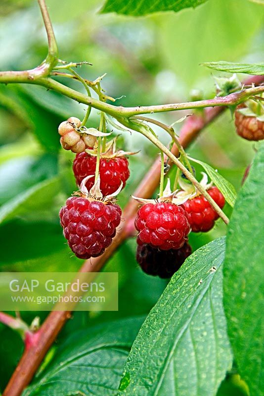 Rubus idaeus 'Autumn Bliss' - Raspberry