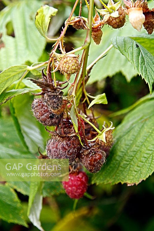Raspberry 'Autumn Bliss' late in the season with Botrytis cinerea - grey mould encouraged by cool and damp conditions.