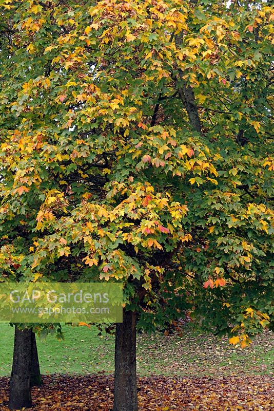 Acer platanoides - the Norway Maple showing typical autumn colour