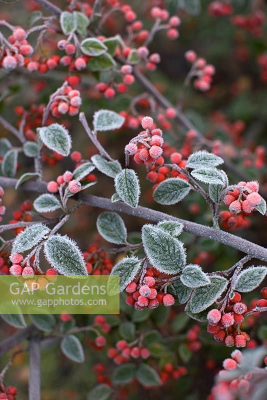 Cotoneaster dammeri 'Eichholz' with frost