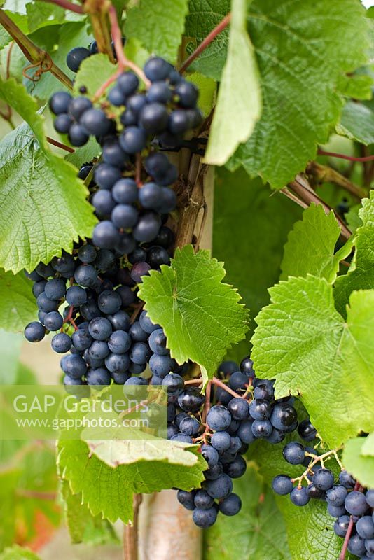 Vitis 'Muscat Bleu' on vine - Grape

