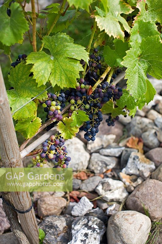 Vitis 'Muscat Bleu' on vine - Grape

