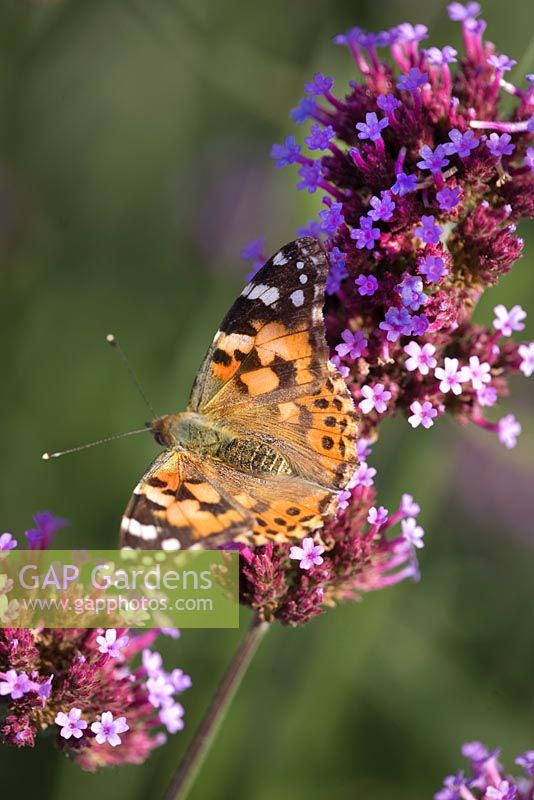 Verbena Bonariensis with Small Painted Lady Butterfly