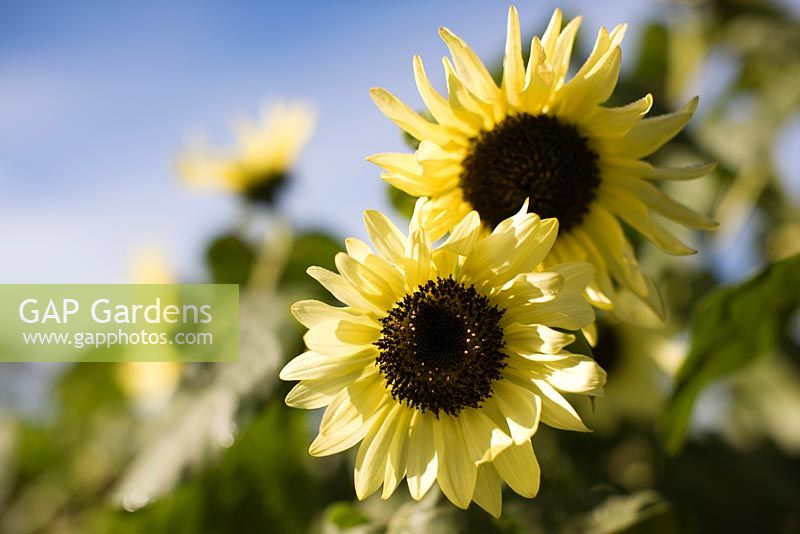 Helianthus annus - Sunflower 'Garden Statement'   