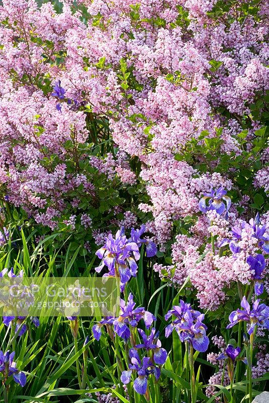 Iris sibirica and Syringa meieri -  Palibin Lilac