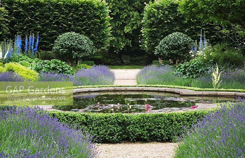 Clover leaf shaped pond edged with Buxus sempervirens - Box. Lavandula - Lavender bushes edge corner borders with  Delphiniums, Acanthus mollis foliage and Viburnum carlesii standard trees. Pleached Tilia - Lime trees grow behind.