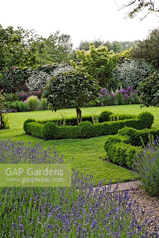 Lavandula edged path leading to lawn with  low Buxus sempervirens hedges. Central Viburnum carlesii standards. Crambe cordifolia, Allium christophii and Stipa tenuissima in far border. 