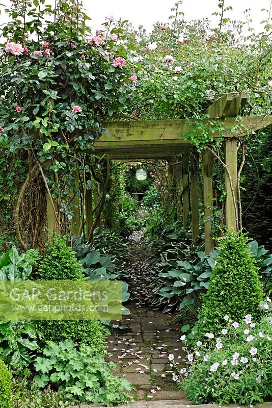 Pegola covered with Roses including Rosa 'Madame Alfred Carriere' and Rosa 'American Pillar' and underplanted with Hostas, Alchemilla mollis, Geraniums, with Buxus sempervirens - Box pyramids.
