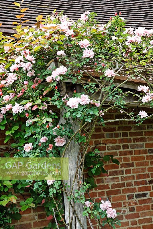 Close up of pergola covered with Roses including Rosa 'Madame Alfred Carriere' and Rosa 'American Pillar'