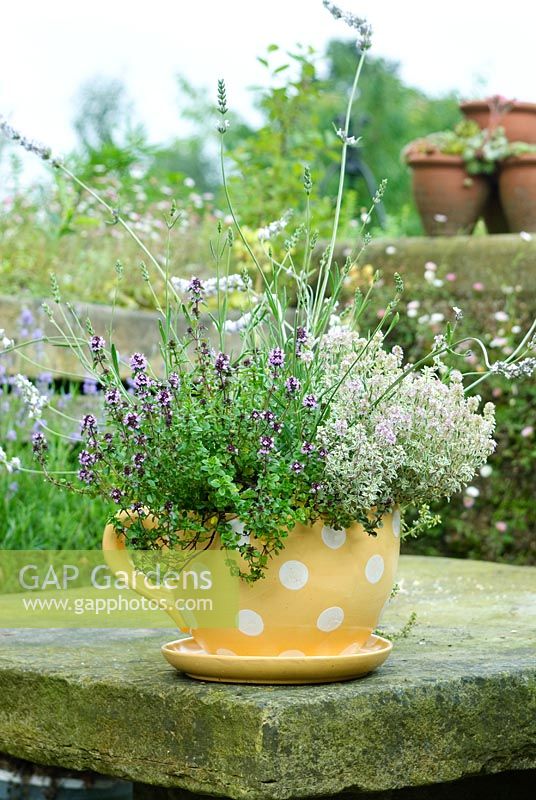 'Thyme for tea'. Whimsical container. Giant polka dot tea cup planted with Lavender and Thymes