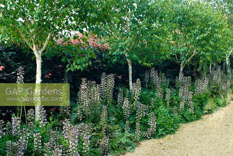 Bold planting. Betula utilis var. jacquemontii 'Grayswood Ghost' - Silver Birch underplanted with Acanthus and contrasting Fagus sylvatica 'Purpurea' - Purple beech hedge behind