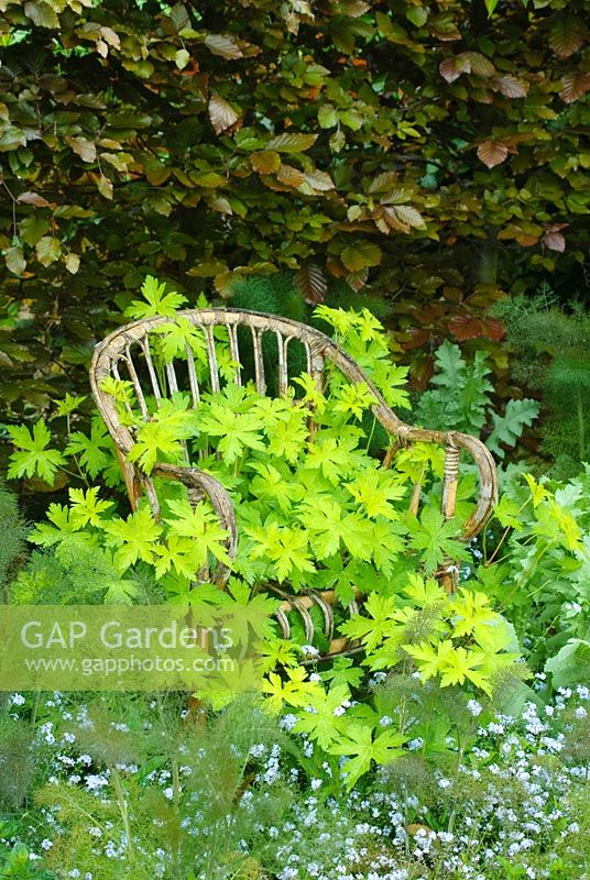 Old wicker seat with Geranium psilostemon 'Ann Folkard', bronze fennel and Myosotis