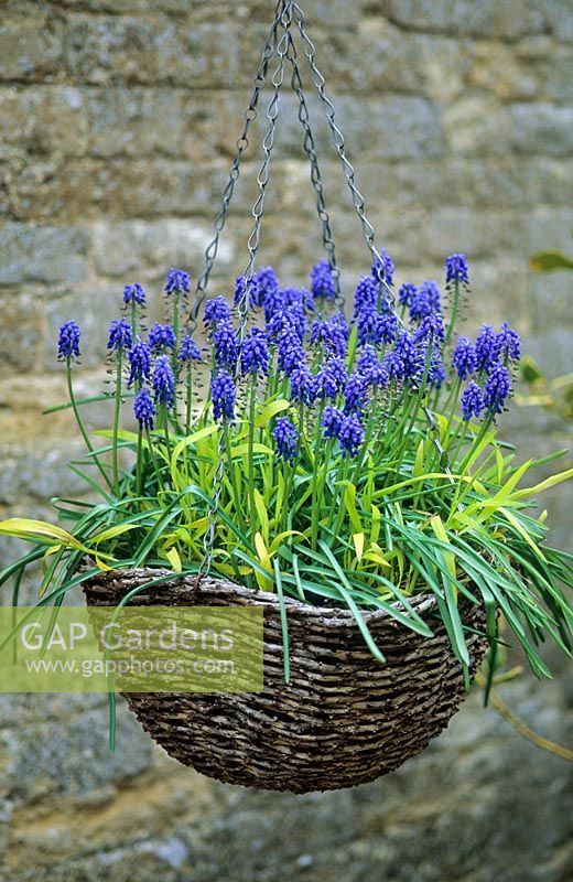 Spring hanging basket with Muscari and Milium effusum 'Aureum' - The Manor House, Stevington