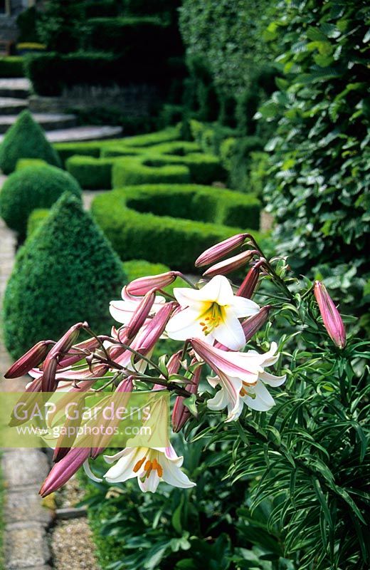 Lilium regale in French Parterre Garden