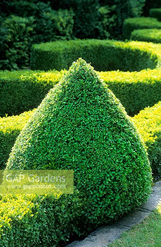 Box topiary in French Parterre