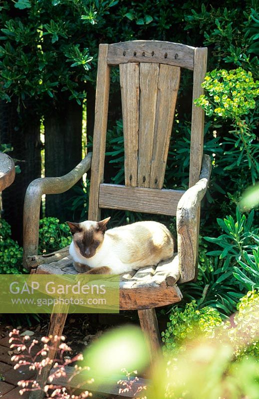 'Coco' the siamese cat on rustic seat in container garden