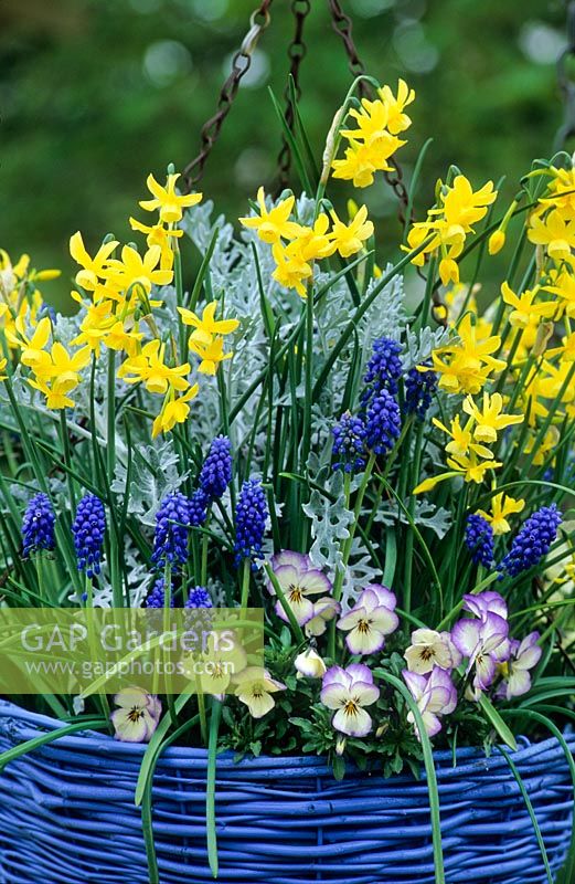Spring hanging basket with Narcissus 'Hawera', Violas, Muscari and Cineraria maritima - The Manor House, Stevington