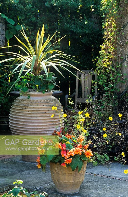 Drought resistant containers plantings with Cordyline, Begonias and Bidens