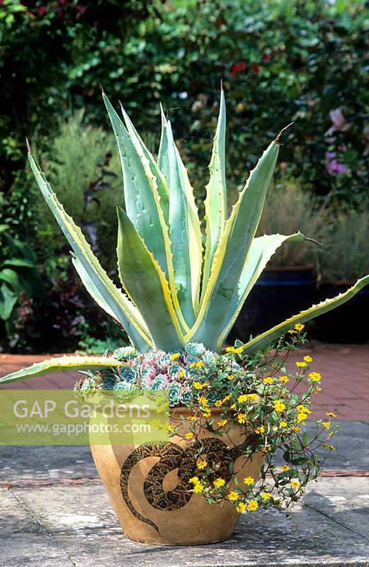 Drought resistant container with Agave americana 'Variegata', Echeverias and Sanvitalia