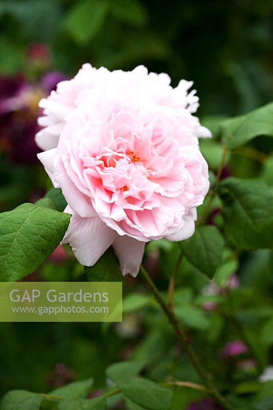 Rosa 'Eglantyne' - favourite plant