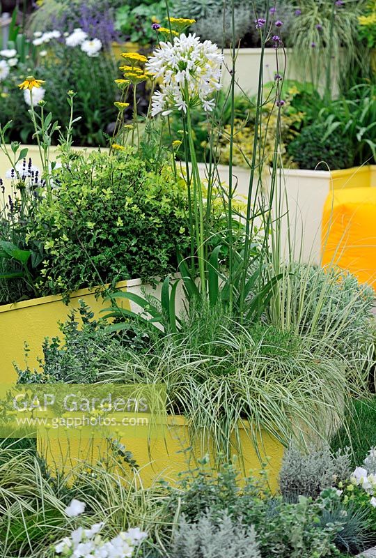 Agapanthus and Carex in painted wooden container  - RHS Tatton Park Flower Show 