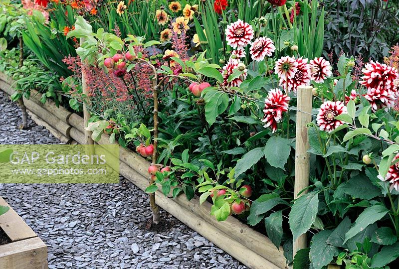 Espalier Apple 'Scrumptious' with perennial border behind it. Design - Bridgemere gardens. RHS Tatton Park Flower Show, 2009