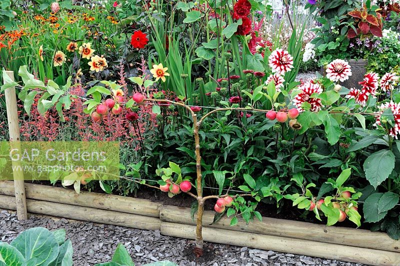 Espalier Malus 'Scrumtious' backed with perennial border - RHS Tatton Park Flower Show