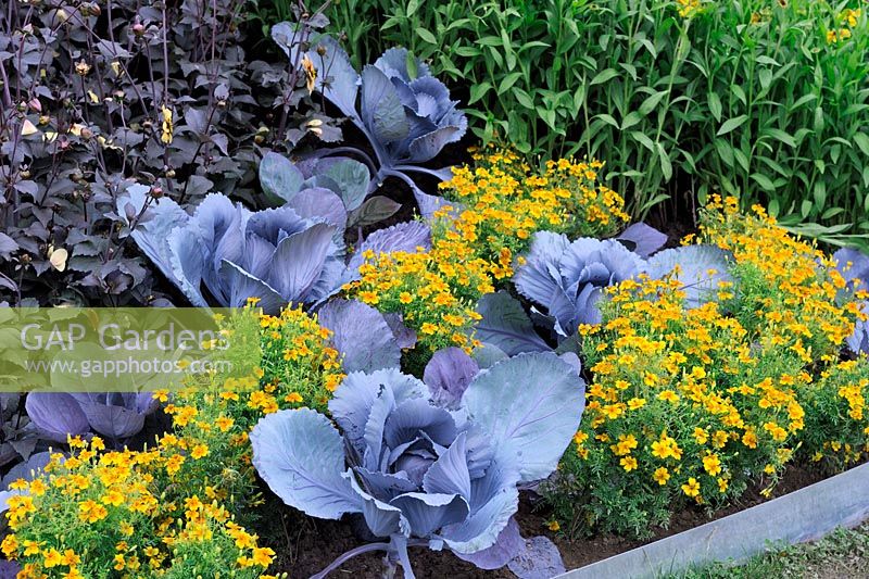 Ornamental Cabbage in flower beds