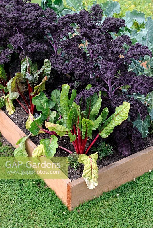 Beta - Swiss Chard with Brassica - Kale in raised bed