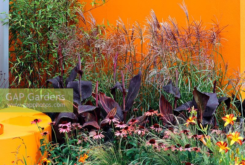 Miscanthus, Canna and Echinacea against brightly painted wall. Design - Bernie Quinn. RHS Tatton Park Flower Show 2009