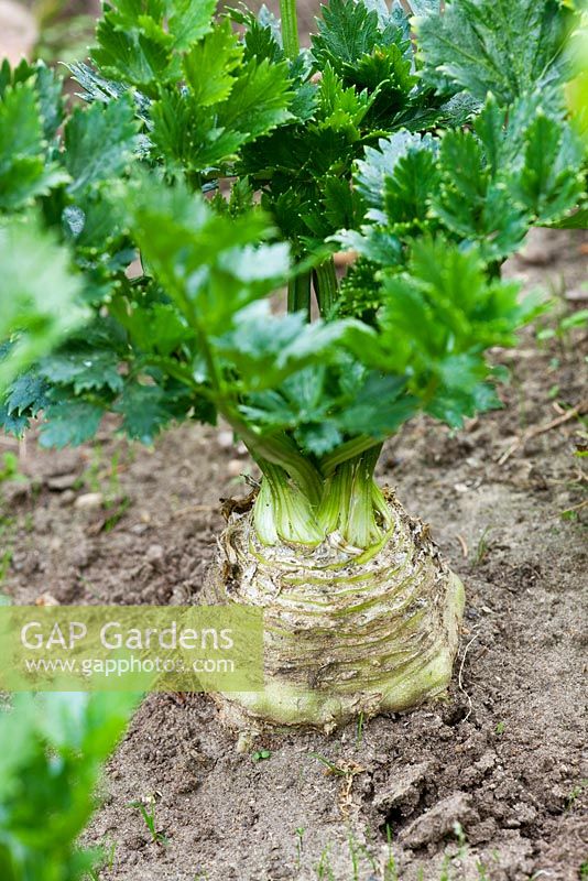 Apium graveolens - Celeriac 'Gladiator' growing at RHS Wisley, Surrey 