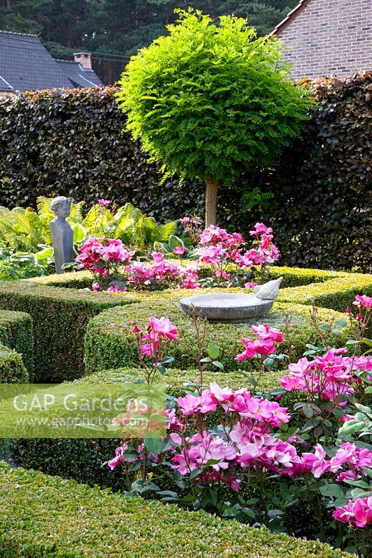 Formal Rose garden with clipped Buxus - Box hedges and Robinia pseudoacacia 'Umbraculifera' tree backed by Fagus sylvatica 'Atropurpurea' hedge
 

