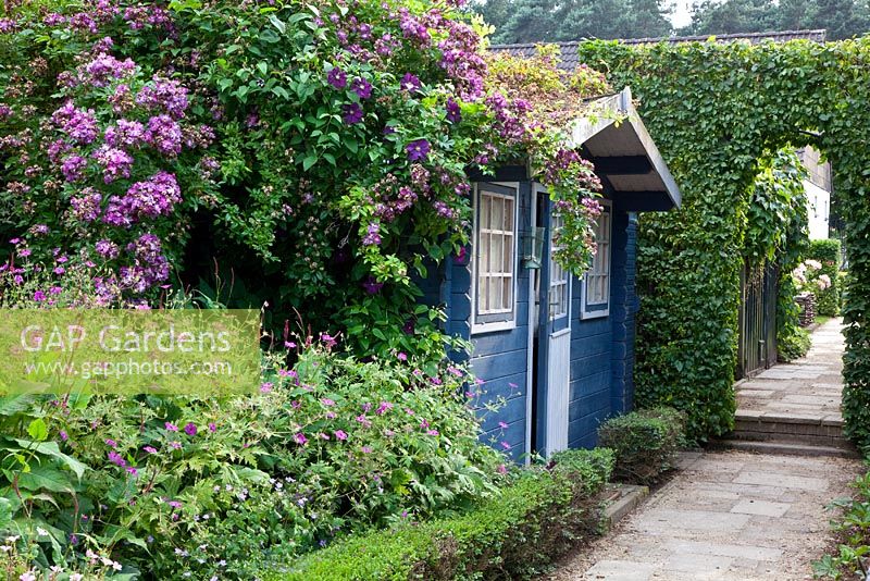 Summerhouse with climbing Rosa 'Veilchenblau' and Clematis viticella 'Etoile Violette'