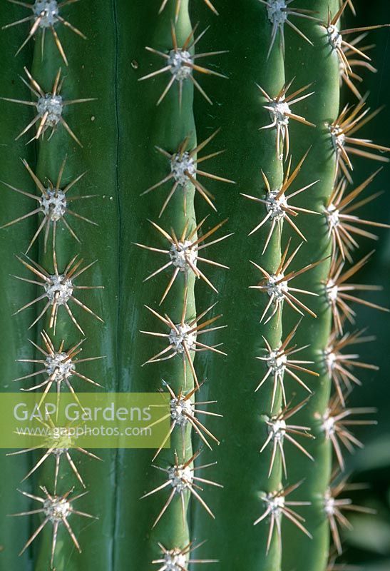 Detail of spikes on Ferocactus pasacane - Cactus