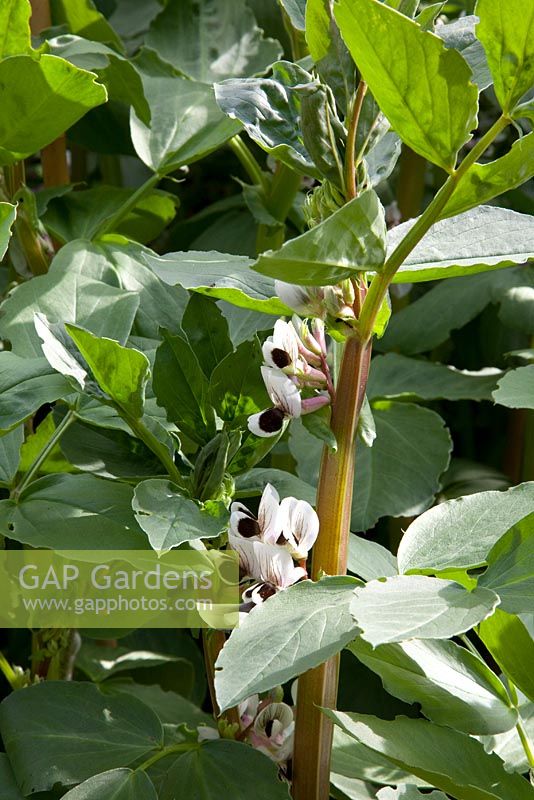 Vicia faba - Broad bean in flower