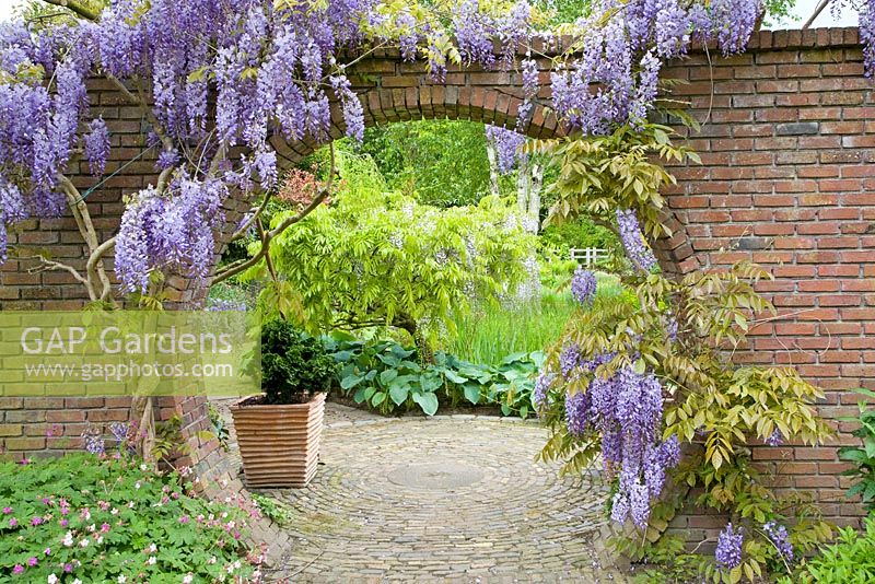 Wall with round arch and Wisteria climbing up it