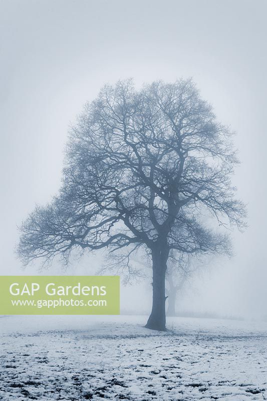 Tree in a field with fog and snow